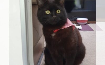 „Der“ ist schuld: Wieso dieser kleine „Kerl“mein Leben komplett auf den Kopf gestellt hat.